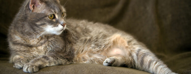 Comprehensive guide on cat care