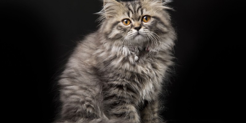 Lovely persian kitten on black background