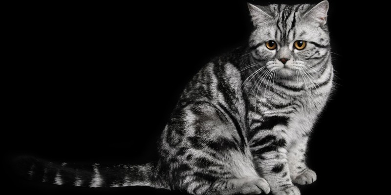 A marble british cat secretly sneaking over a black background