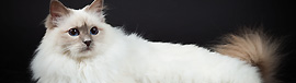 Express help guide for your cat