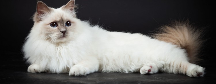 Express help guide for your cat