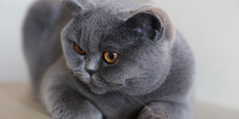 British Shorthair Cat
